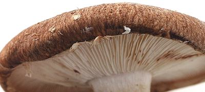 Hautreaktionen auch durch gekochte Shiitake-Pilze möglich