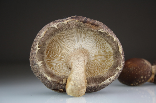 Shiitake Informationen Heilpraktiker